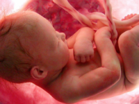 The Developing Baby – I Had a Dream