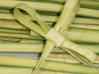 Palm Sunday