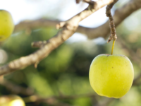 The harvest is abundant, but…