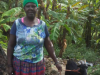 Haiti Livestock Ministry