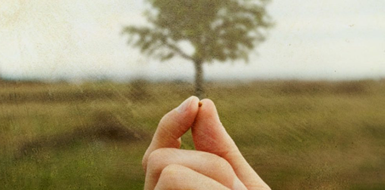 Seed Beginnings