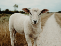 Thomas Merton: The Lost Sheep
