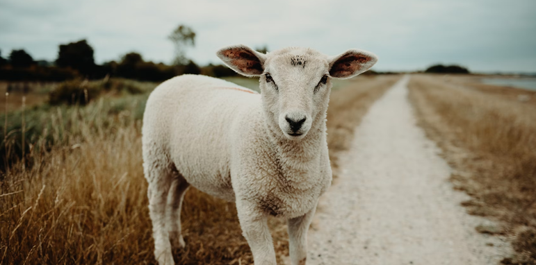 Thomas Merton: The Lost Sheep