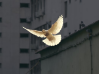Peace I leave with you