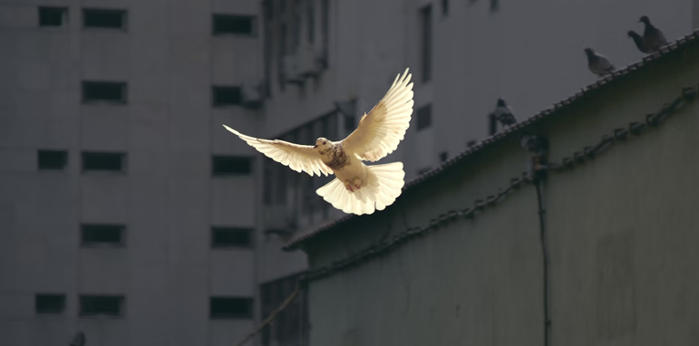 Peace I leave with you