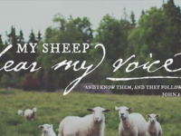 Reflection from the Gospel of John 10:27-30