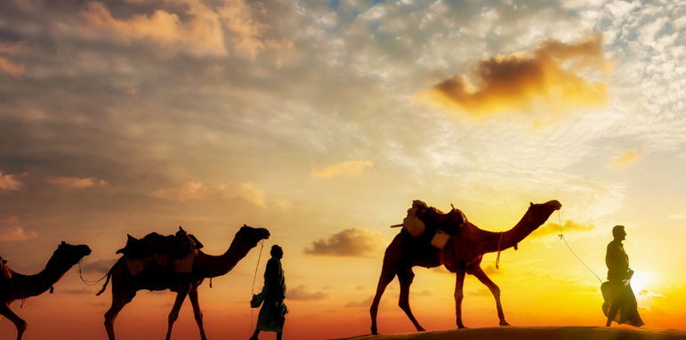 Gnats and Camels